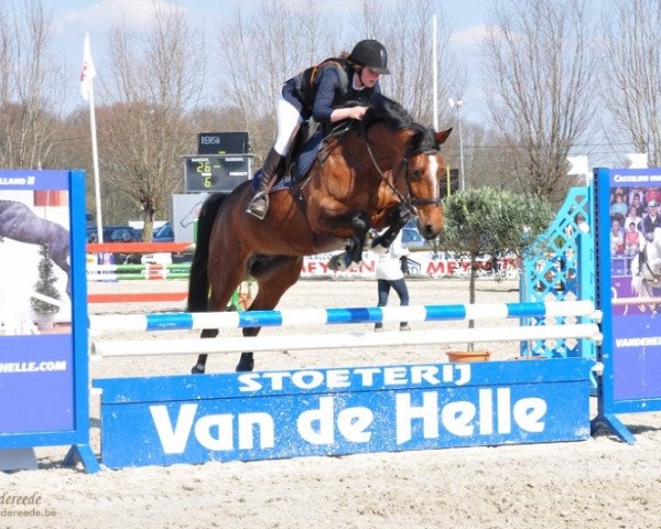 broodmare Henna de Goedereede (Belgian Warmblood, 2007, from Argentinus)
