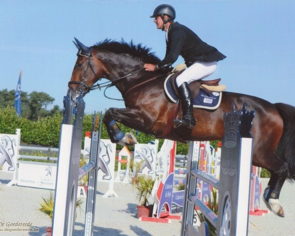 broodmare Diora de Goedereede (Belgian Warmblood, 2003, from Heartbreaker)