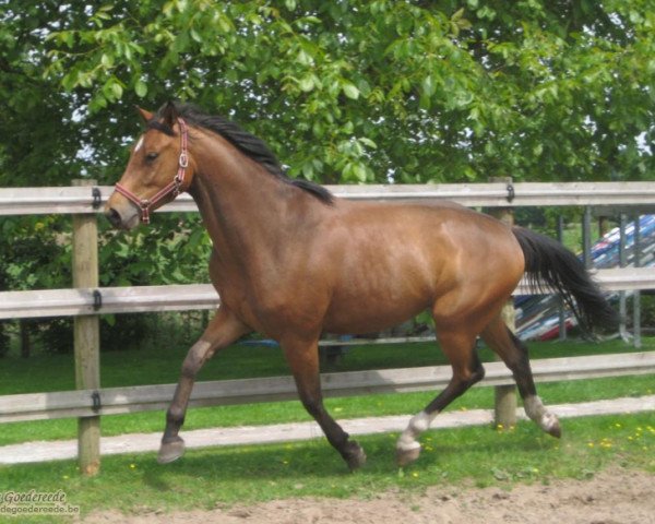 stallion Faramir de Goedereede (Belgian Warmblood, 2005, from Argentinus)