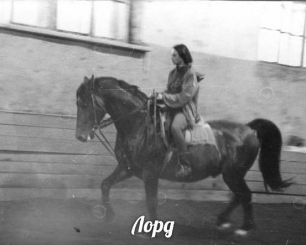 stallion Lords (Holsteiner, 1982, from Ludolf)