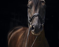 dressage horse Dynamic Dorissa (Oldenburg, 2010, from Desperados FRH)