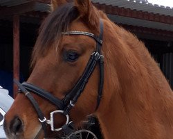 broodmare Nutella BEVS (German Riding Pony, 2012, from Diors Daikiri)