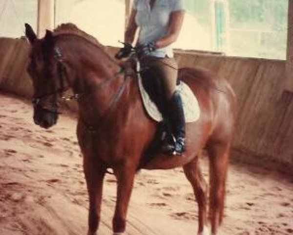 Pferd Karim (Deutsches Reitpony, 1995, von Koyano)