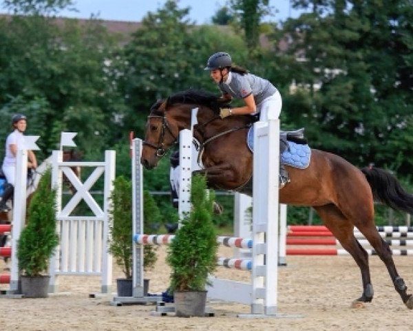 jumper Lune de La Violette CH (Pinto / Hunter, 2009, from Aros) jumper Lune de La Violette CH (Pinto / Hunter, 2009, from Aros)