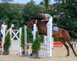 Springpferd Lune de La Violette CH (Pinto/Hunter, 2009, von Aros)