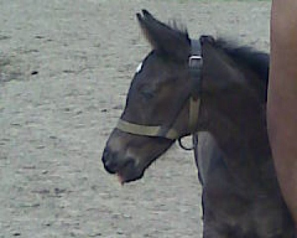 horse Cheticamp H (German Sport Horse, 2011, from Contenaro)
