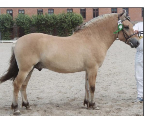 stallion Idol Skovå (Fjord Horse, 2002, from Orion Halsnæs)