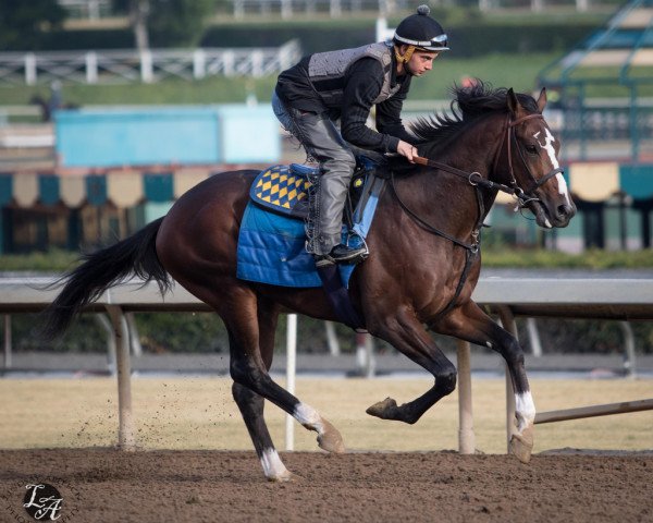 horse Kingly xx (Thoroughbred, 2016, from Tapit xx)