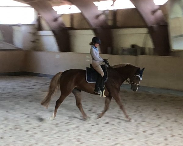 horse Jade Loxley (Bavarian, 2013, from Lord Loxley I)