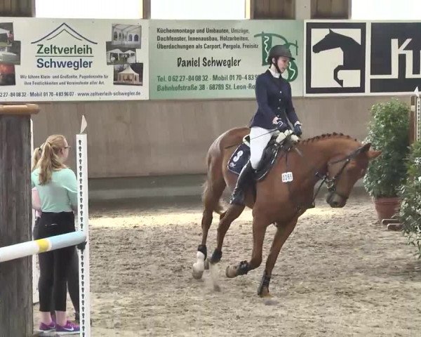 Reitturnier Walldorf 2017