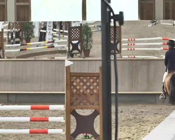 Reitturnier Walldorf 2017