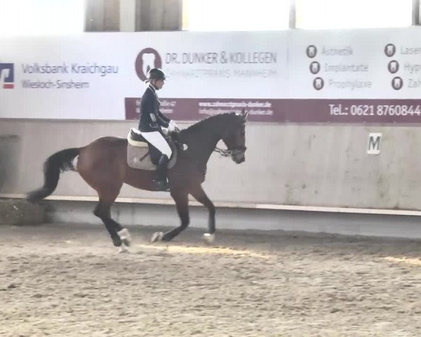 Reitturnier Walldorf 2017