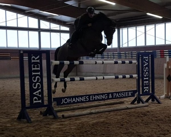 jumper Lavalino 8 (Holsteiner, 2011, from Lavall I)