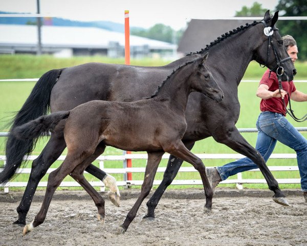 broodmare Samba XXIII (Hanoverian, 2001, from Sandro Hit)