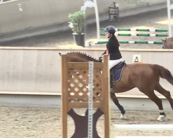 Reitturnier Walldorf 2017