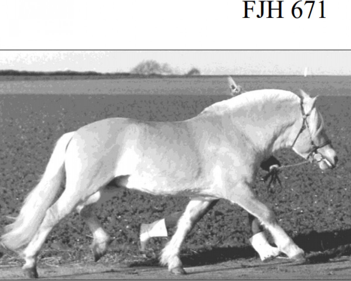 Deckhengst Boye Engvang (Fjordpferd, 1989, von Husar Halsnæs)