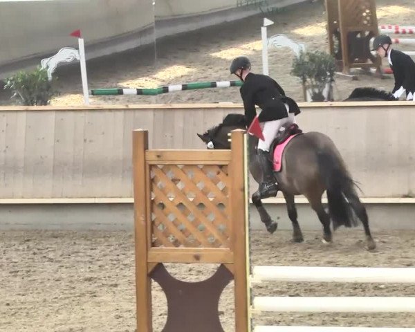 Reitturnier Walldorf 2017
