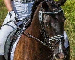 dressage horse Wenus 3 (Polish Pony, 2002, from Unbekannt Pony)