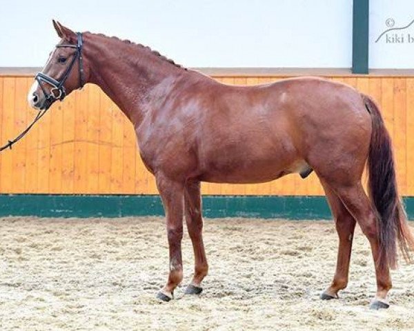 horse Sherlock (Hanoverian, 2014, from Sir Winston Churchill)