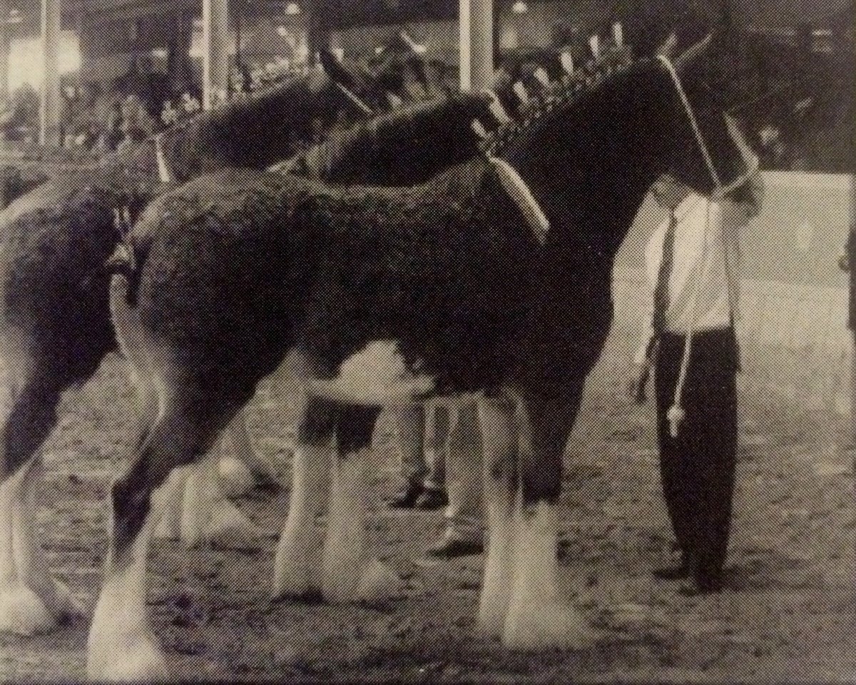 Zuchtstute Allumettes Gypsy Rose (Clydesdale, 2001, von Elshmarg Silver Chief)