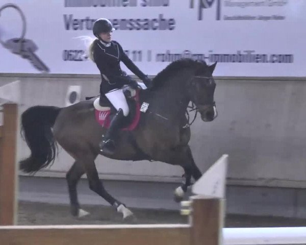Reitturnier Walldorf 2017