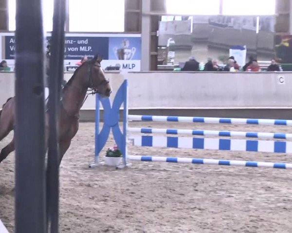 Reitturnier Walldorf 2017