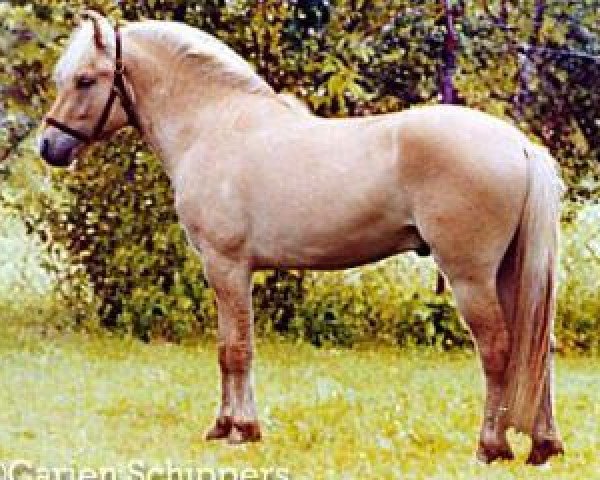 stallion Oh Wynn (Fjord Horse, 2001, from Fløtren N.2513) stallion Oh Wynn (Fjord Horse, 2001, from Fløtren N.2513)