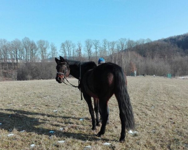 broodmare Penny Lane 180 (unknown, 1994, from Sandros)