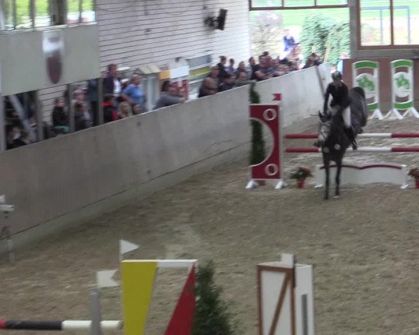 Reitturnier Leverkusen-Rheindorf 2017