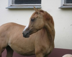 Zuchtstute Dating's Ivy RH (Deutsches Reitpony, 2016, von Dating AT NRW)