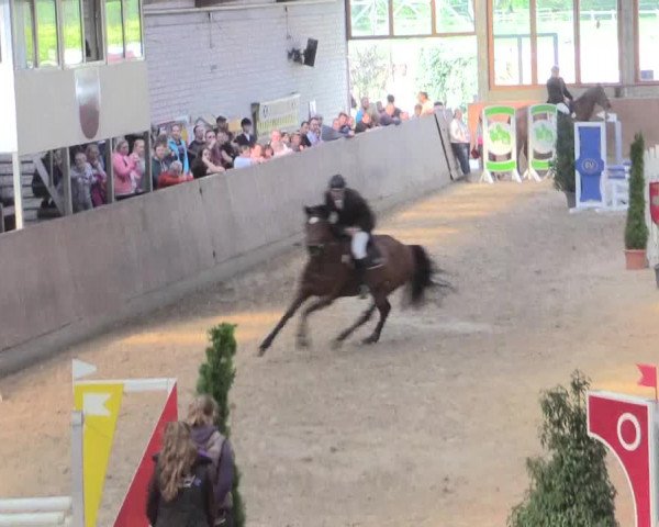 Reitturnier Leverkusen-Rheindorf 2017