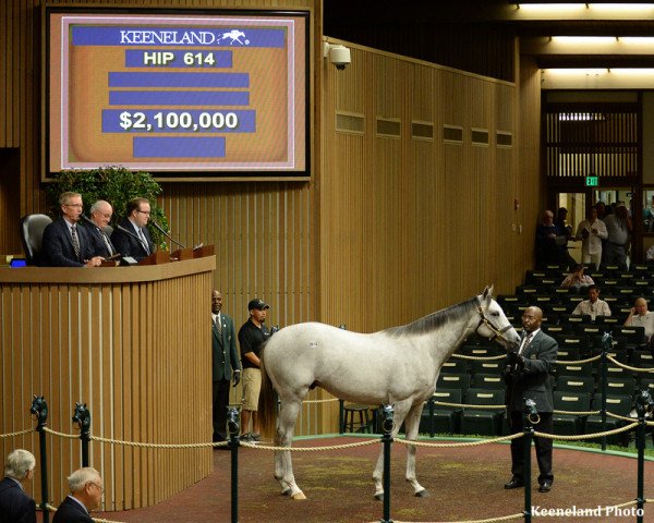 Pferd Tapit High xx (Englisches Vollblut, 2014, von Tapit xx) Pferd Tapit High xx (Englisches Vollblut, 2014, von Tapit xx)