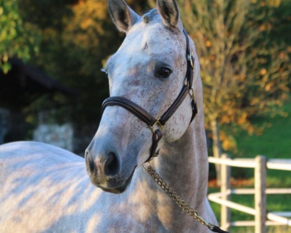 Pferd Coolio (Württemberger, 2012, von Chintan)
