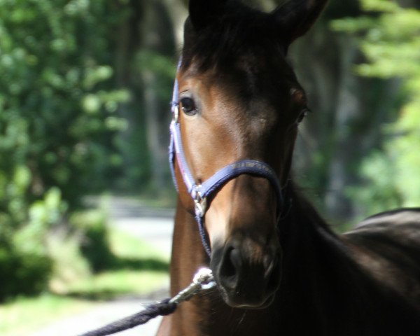 horse Gallium (Trakehner, 2017, from Helium)