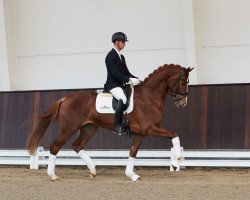 Pferd Diaz Skovvang (Dänisches Warmblut, 2018, von Gut Wettlkam's D'avie FRH)