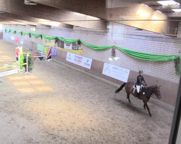 Reitturnier Leverkusen-Rheindorf 2017