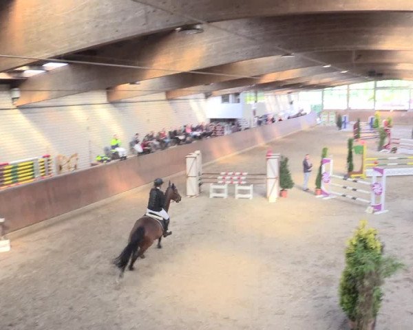 Reitturnier Leverkusen-Rheindorf 2017