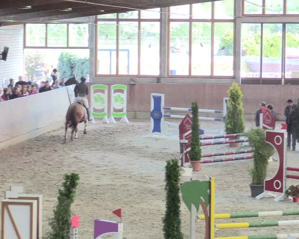 Reitturnier Leverkusen-Rheindorf 2017