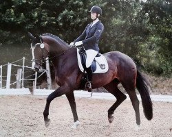 jumper Stella F (Sternie) (Oldenburg, 2008, from Stedinger)