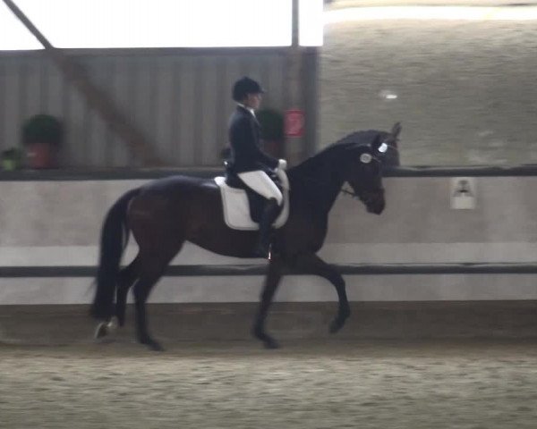 Reitturnier Lindlar-Süttenbach 2017
