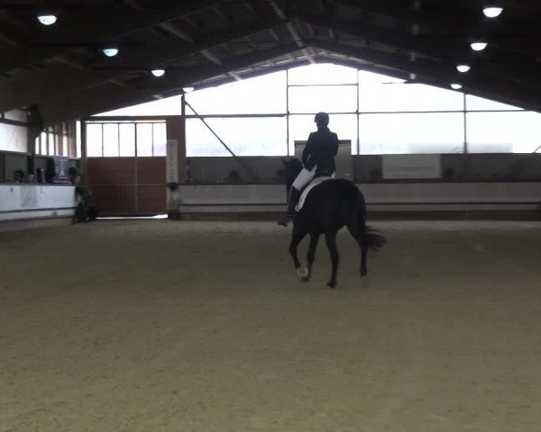Reitturnier Lindlar-Süttenbach 2017