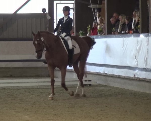 Reitturnier Lindlar-Süttenbach 2017