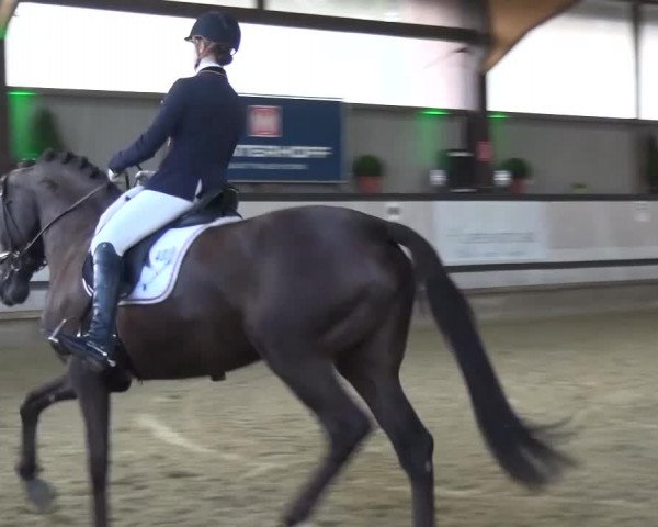 Reitturnier Lindlar-Süttenbach 2017