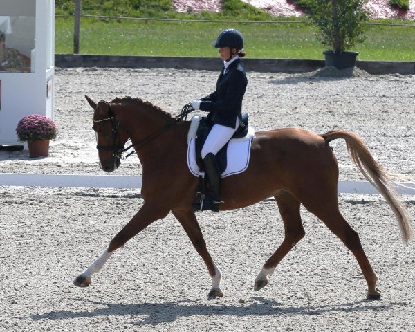 horse Peanuts V (anglo european sporthorse, 2004, from Saumur-O)