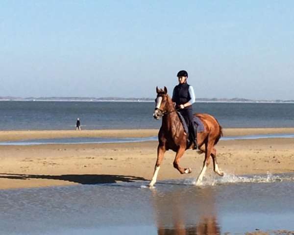 dressage horse Chin Chiwa (Holsteiner, 2012, from Chin Champ) dressage horse Chin Chiwa (Holsteiner, 2012, from Chin Champ)