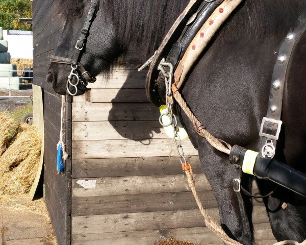 Pferd Lord 1037 (Haflinger-Mix, 2005)