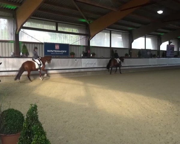 Reitturnier Lindlar-Süttenbach 2017