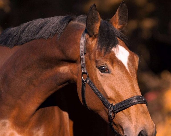 broodmare Kappucino (Trakehner, 2009, from Goldschmidt) broodmare Kappucino (Trakehner, 2009, from Goldschmidt)