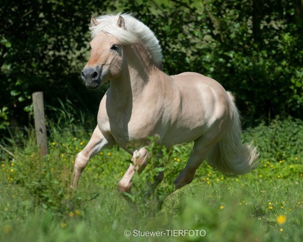stallion Njord Halsnæs (Fjord Horse, 2008, from Rånn N.2659)