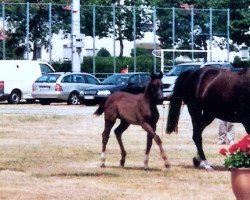 dressage horse Serafina B (Westphalian, 2010, from Show Star)